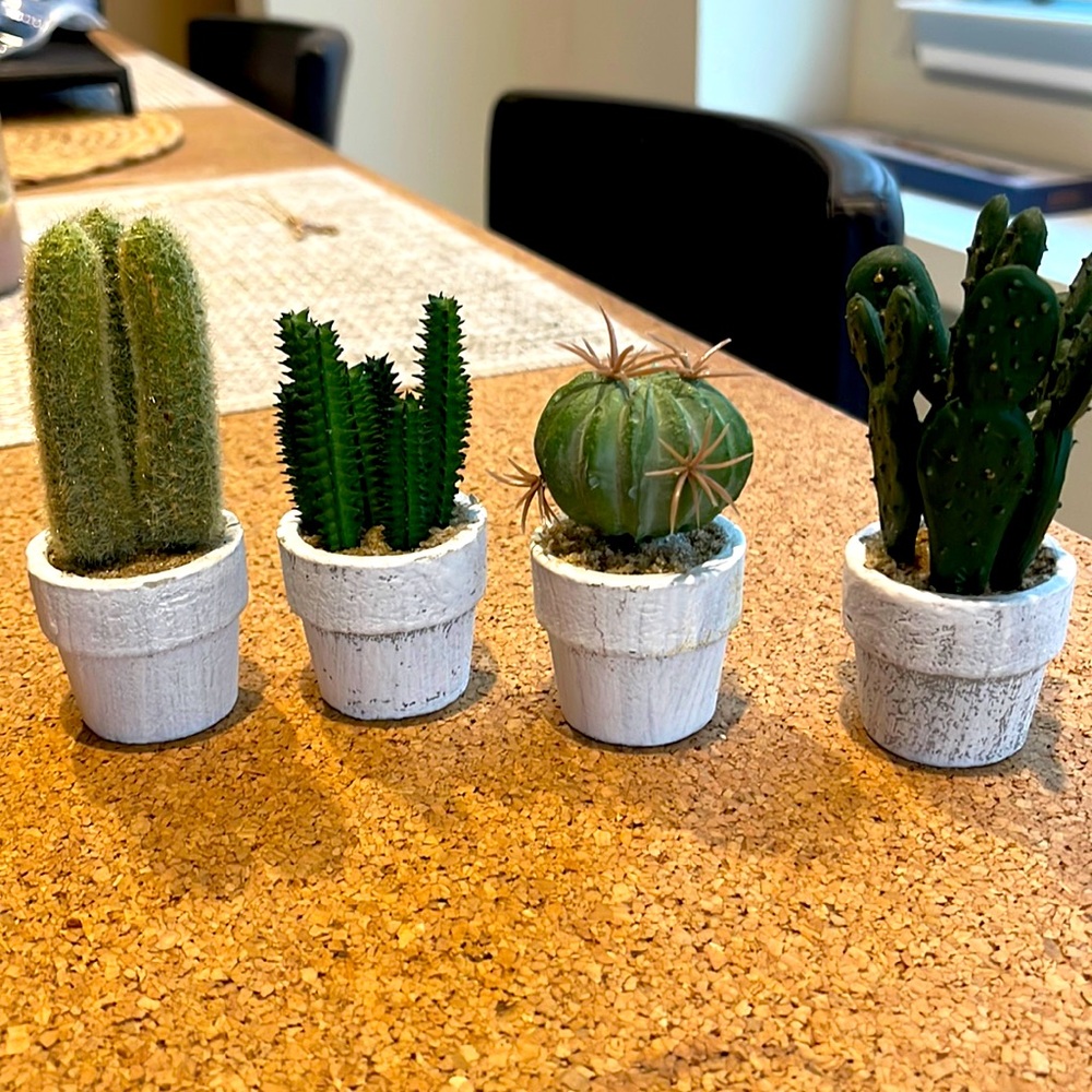 4 little cute cactus 🌵